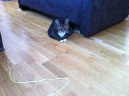 Ingen dag utan bus med, och av, Elvira the cat!